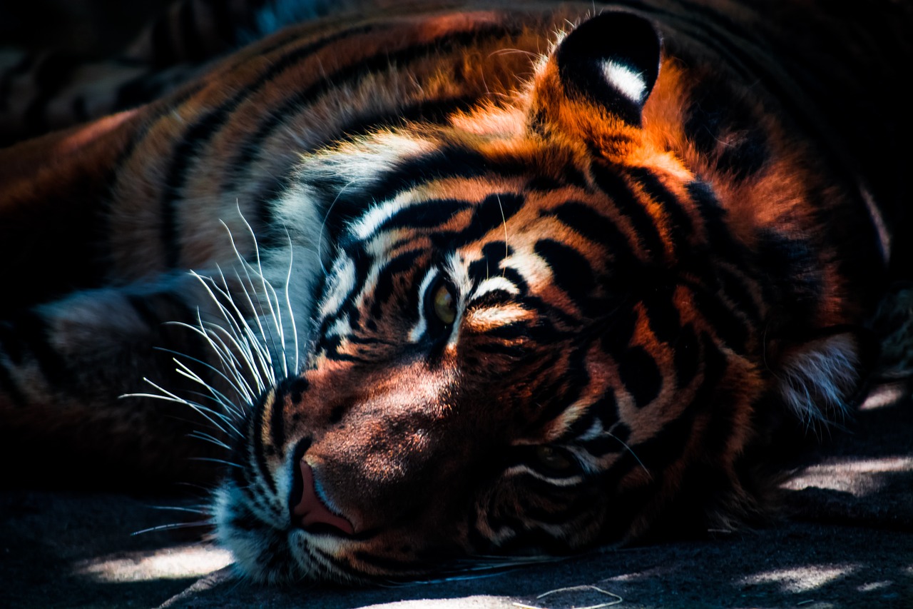 tiger wildlife animal free photo