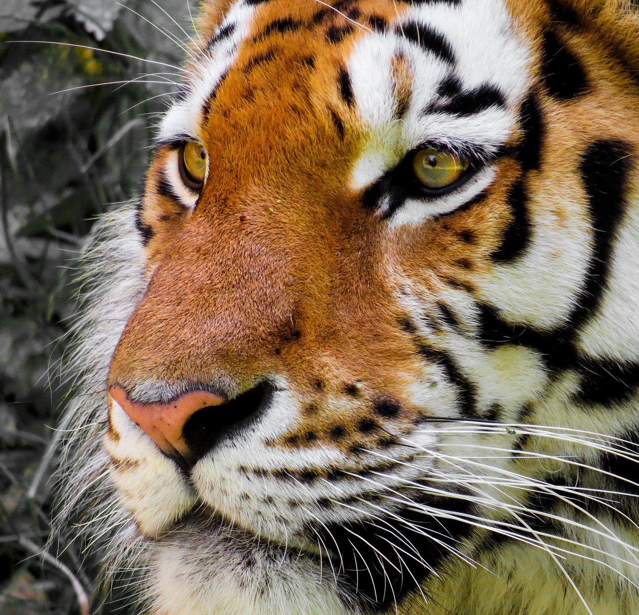 tiger cat head free photo