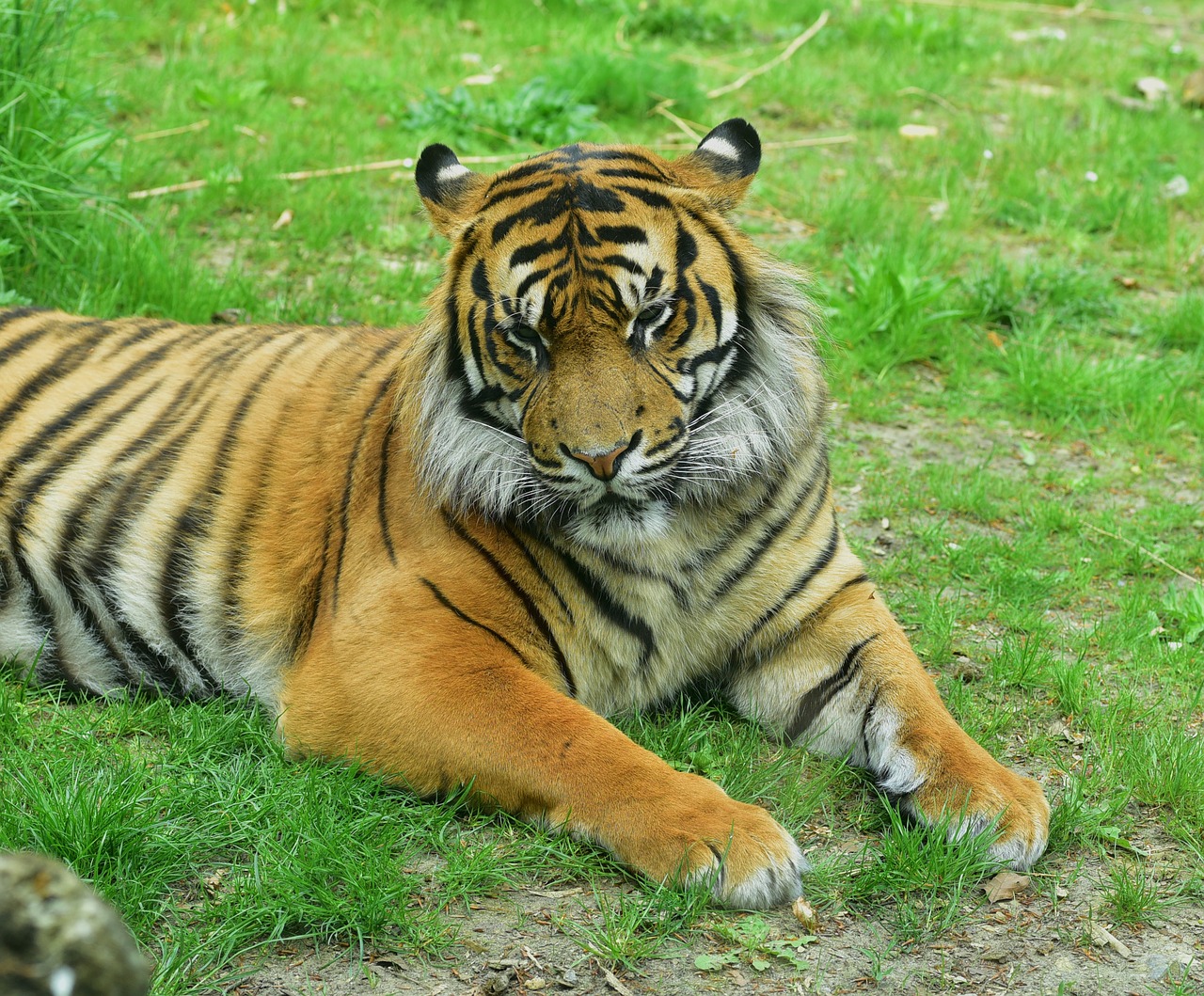 tiger cat predator free photo