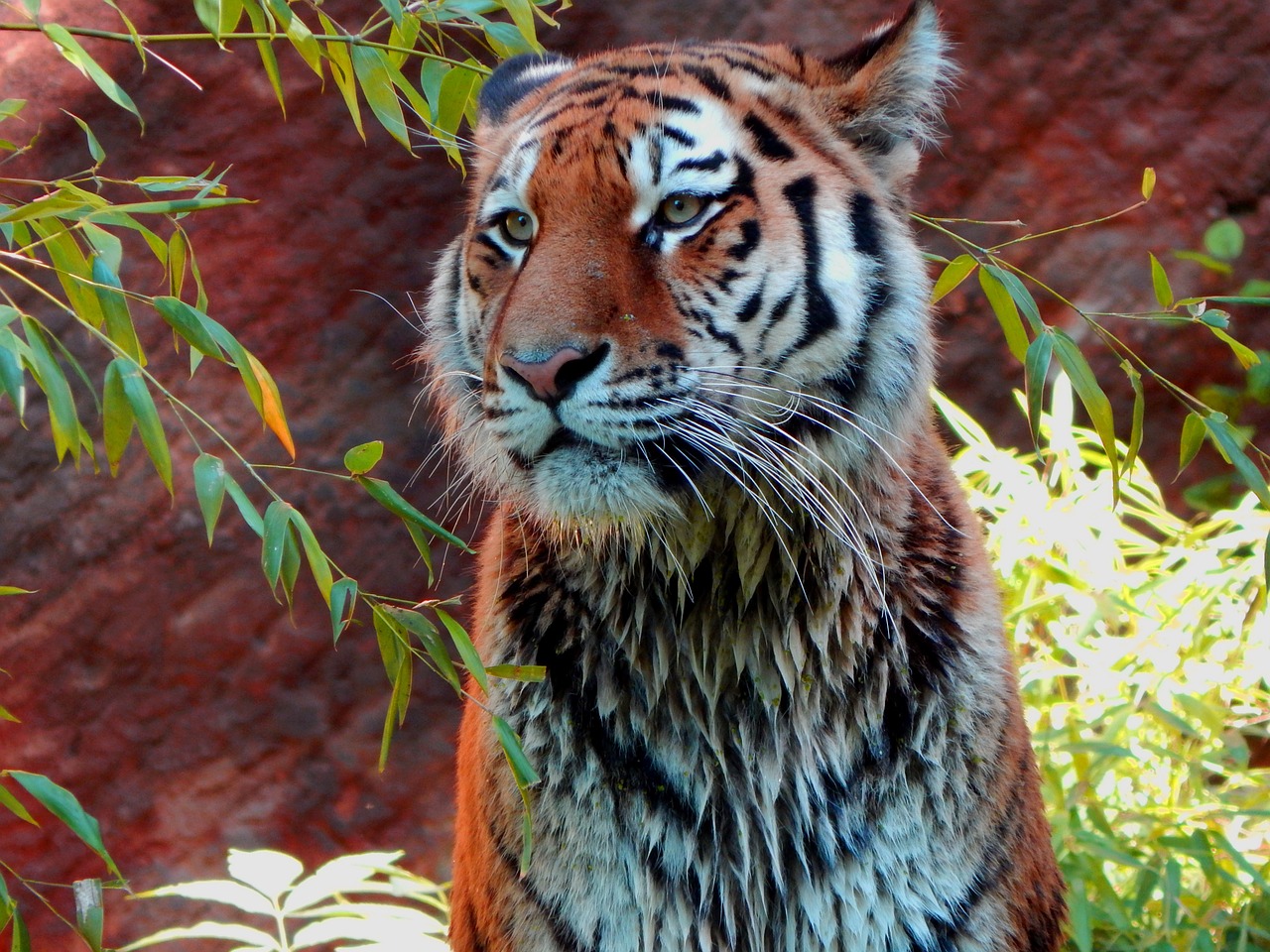 tiger zoo wildlife free photo