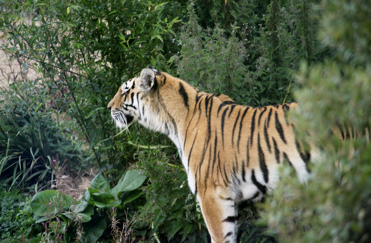 tiger feral cat animal free photo