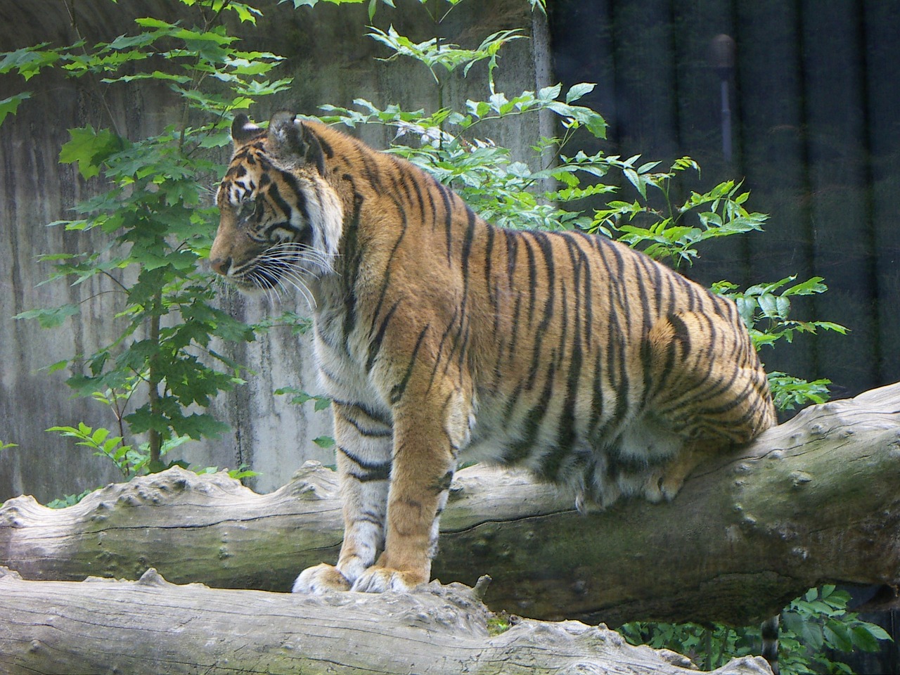 tiger big cat predator free photo