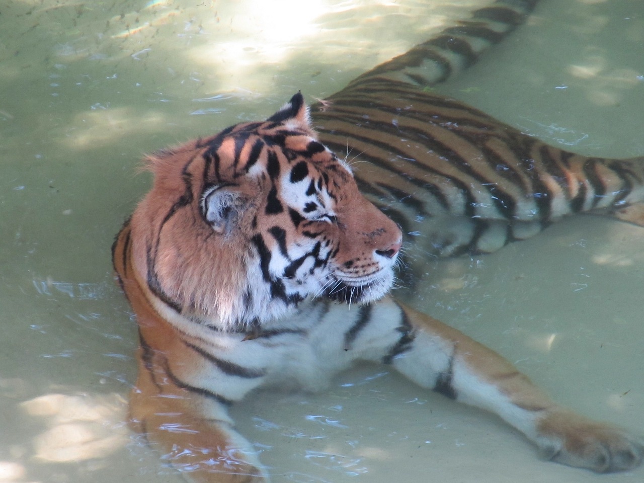 tiger water wildlife free photo