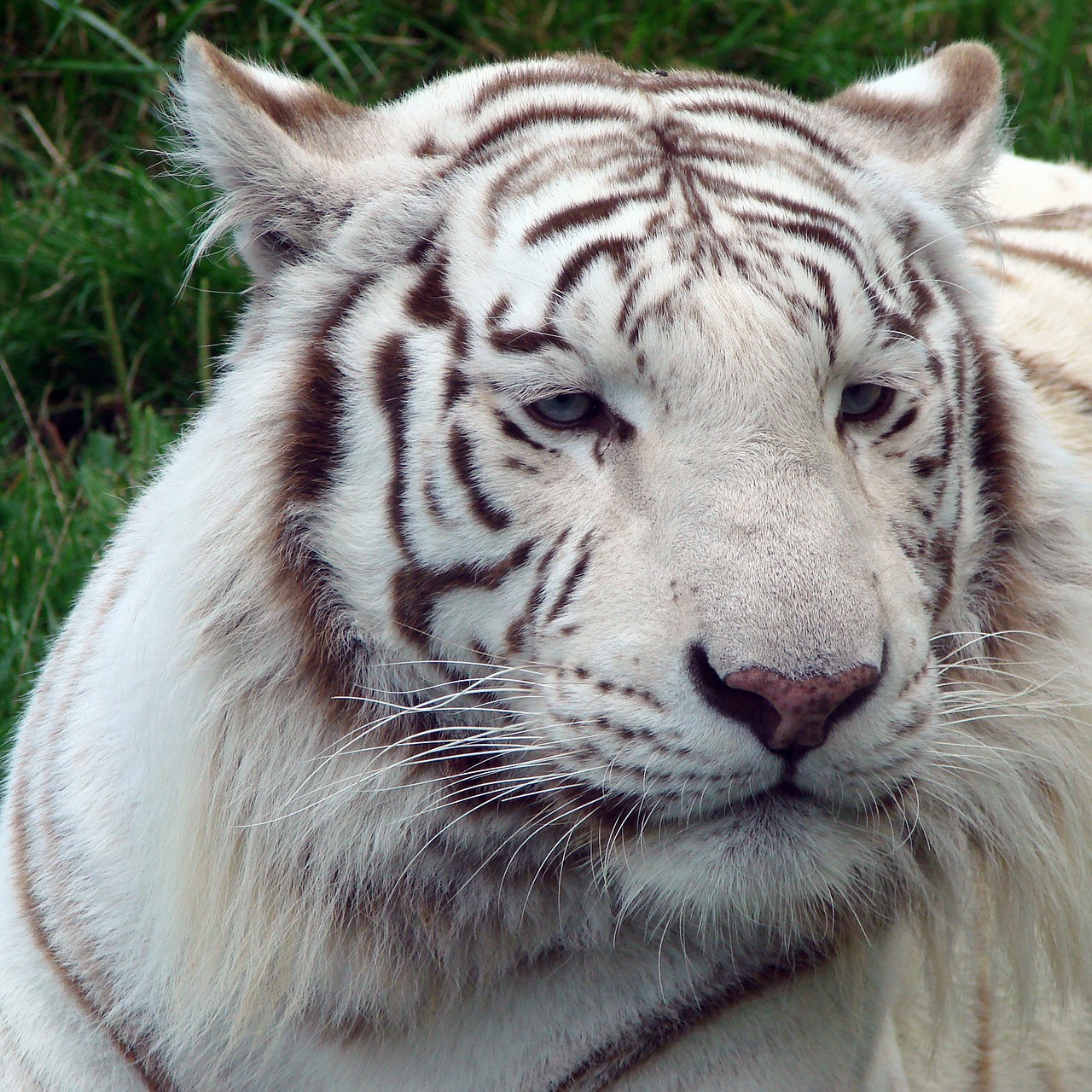 tiger white nature free photo