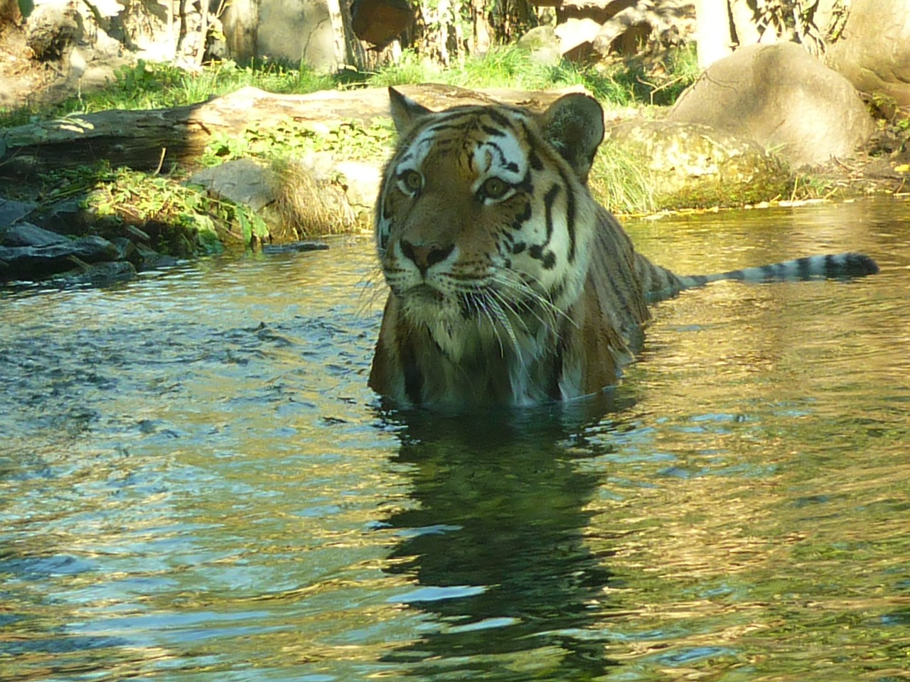 tiger water predator free photo