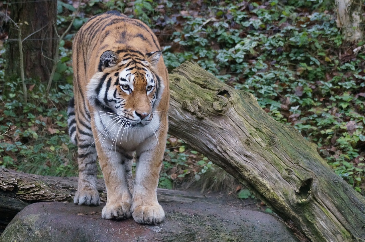 tiger amurtiger zoo free photo