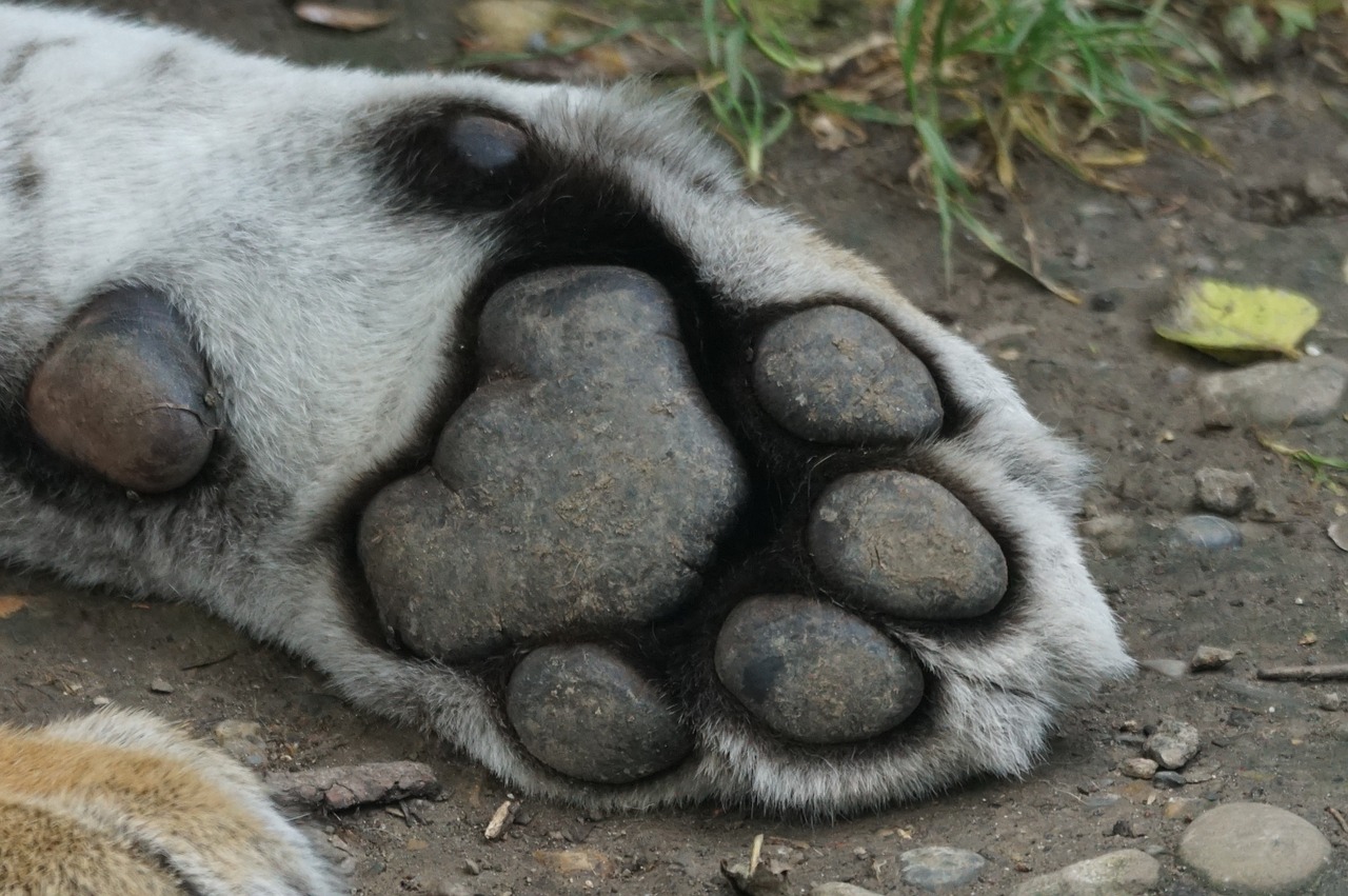 tiger paw foot free photo