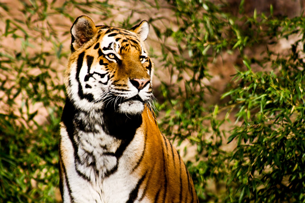 tiger wildcat power free photo