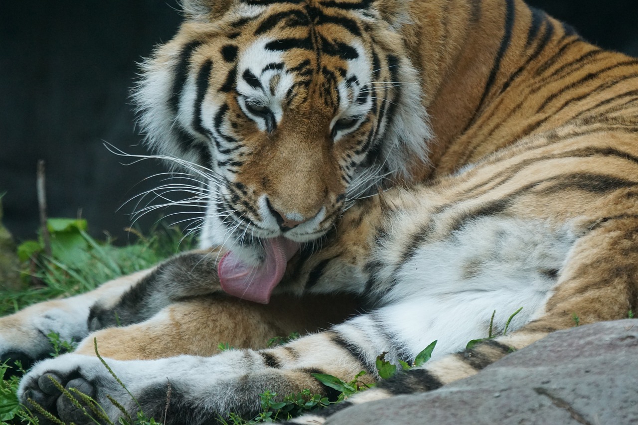 tiger care predator free photo