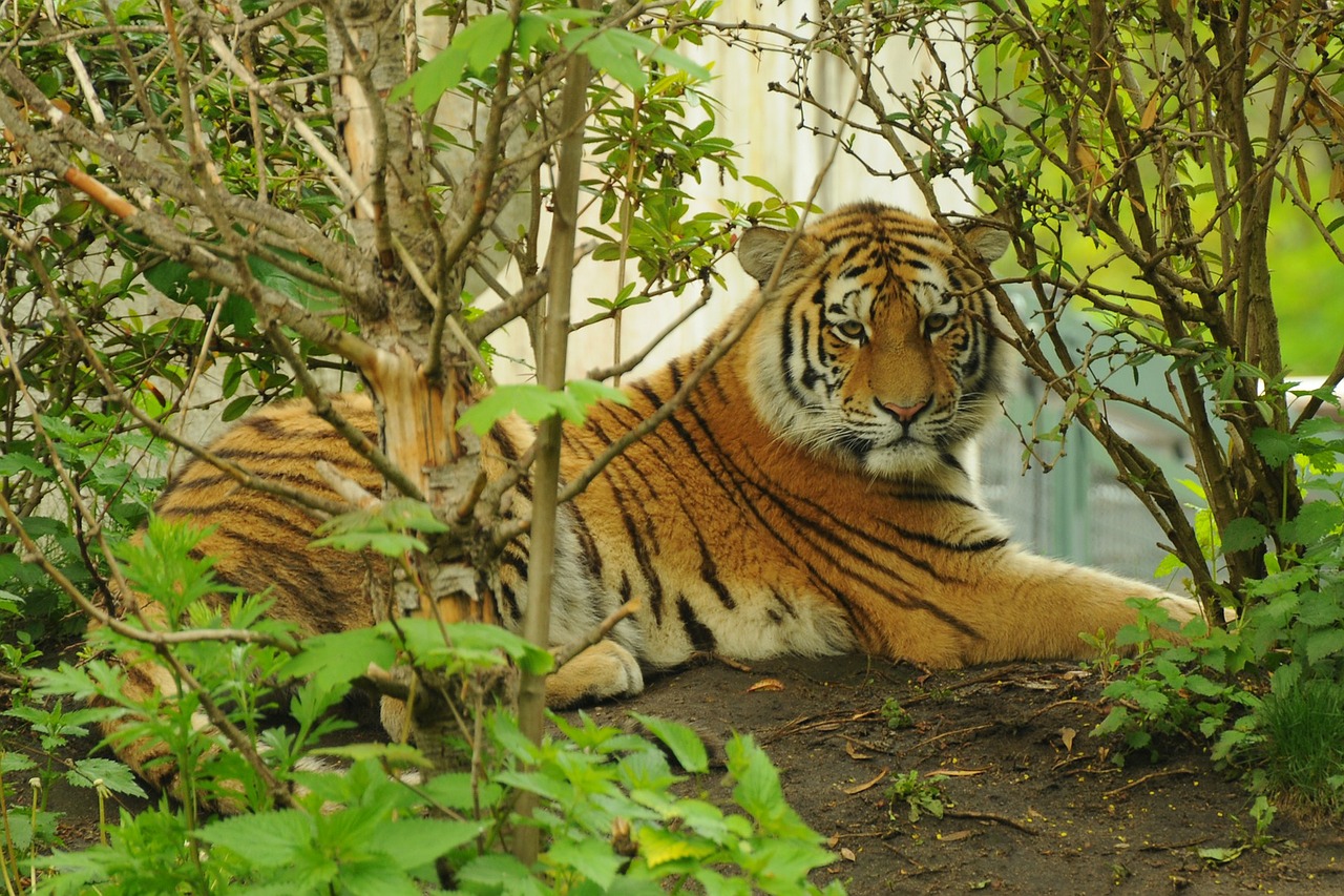 tiger zoo predator free photo