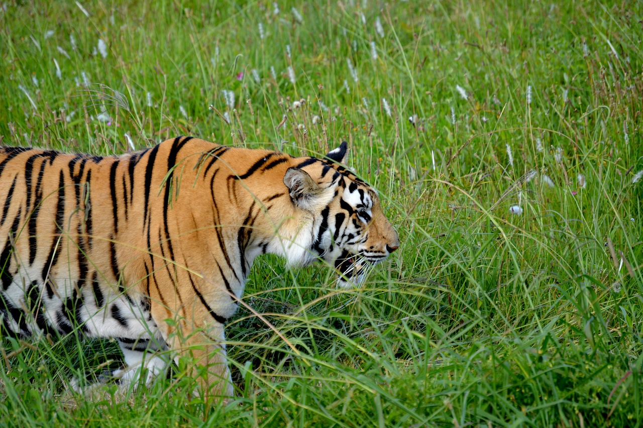 tiger cat animal free photo