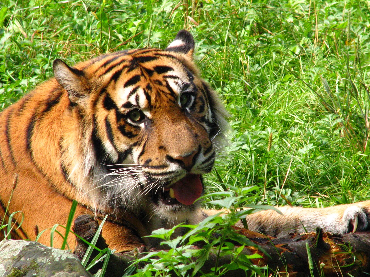 tiger animal world cat free photo