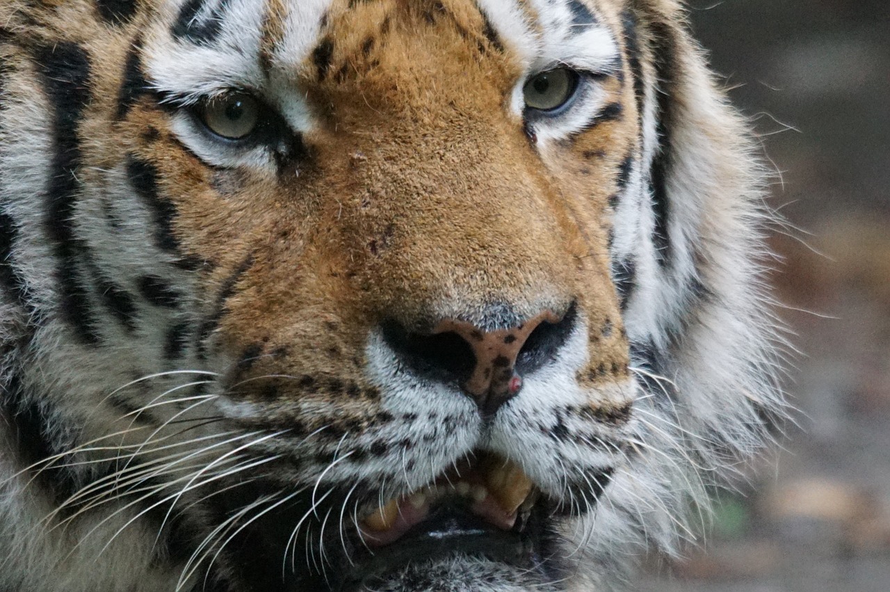 tiger close predator free photo