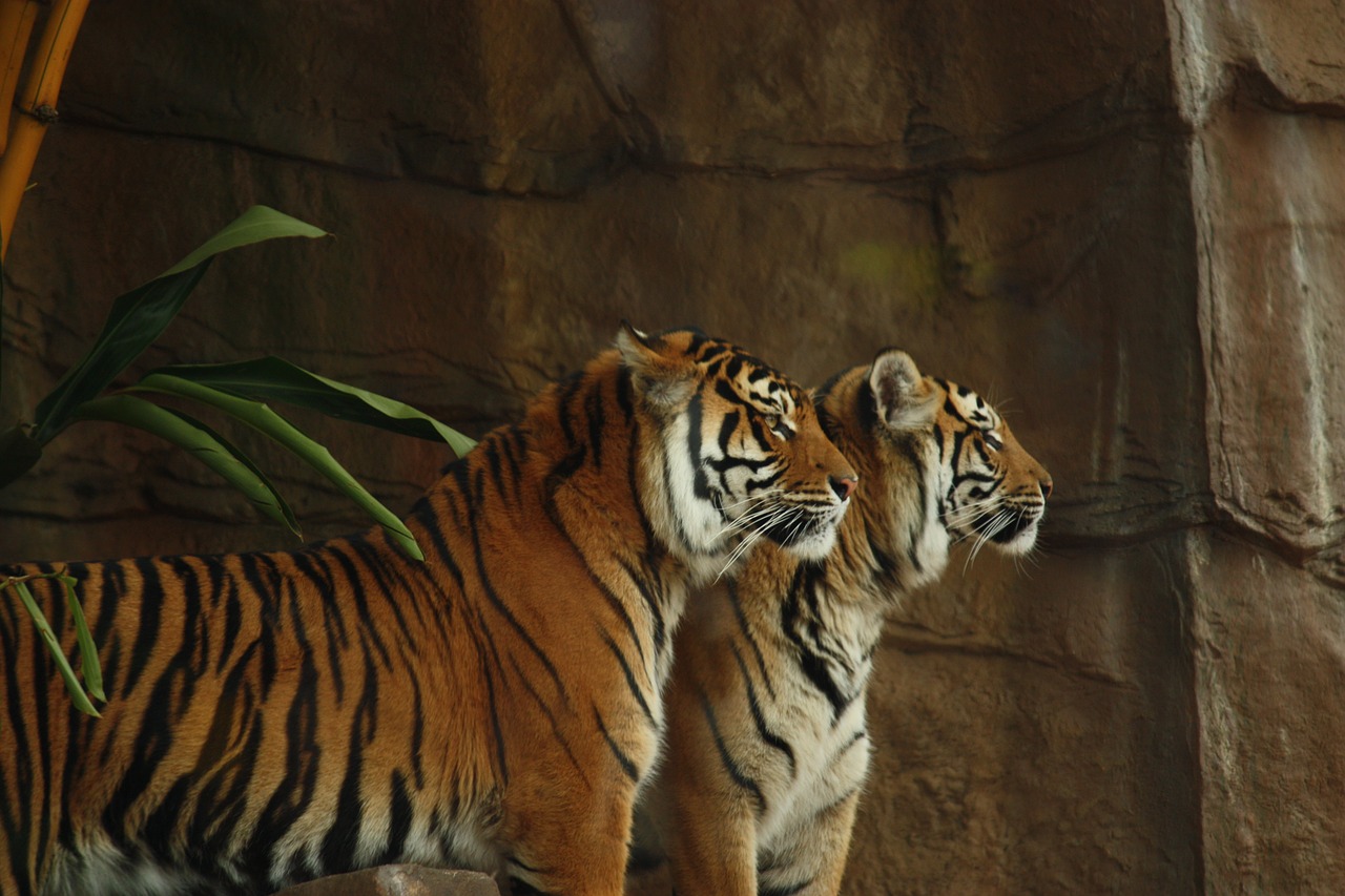 tiger tigers wild free photo