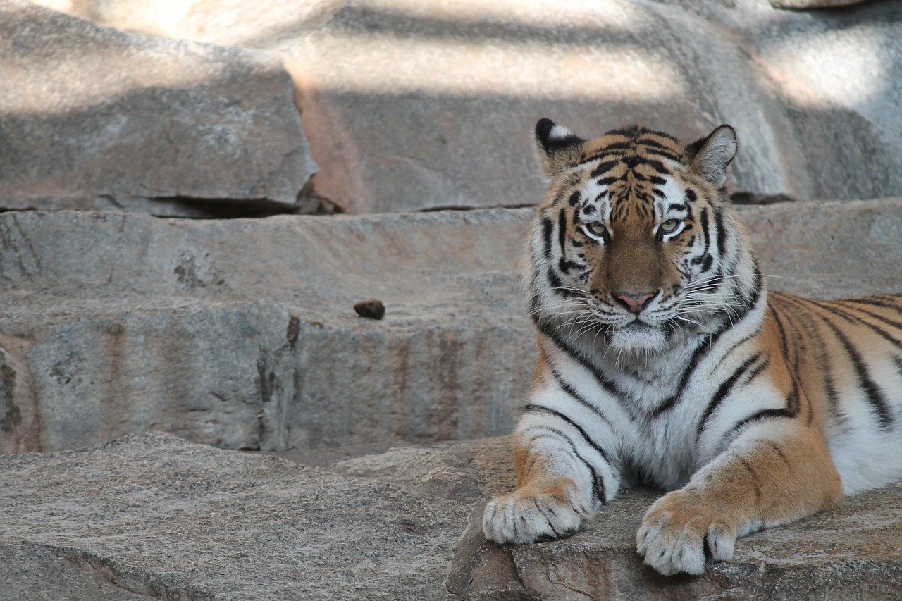 tiger zoo cat free photo