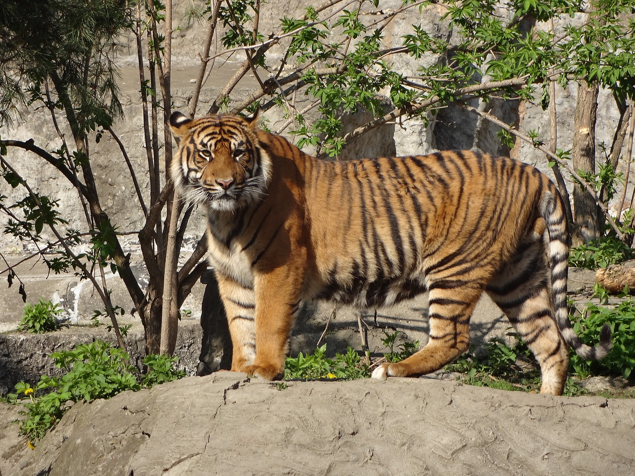 tiger animal safari free photo