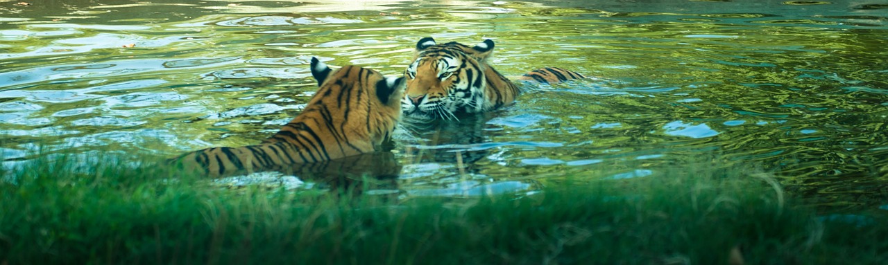 tiger love felines free photo