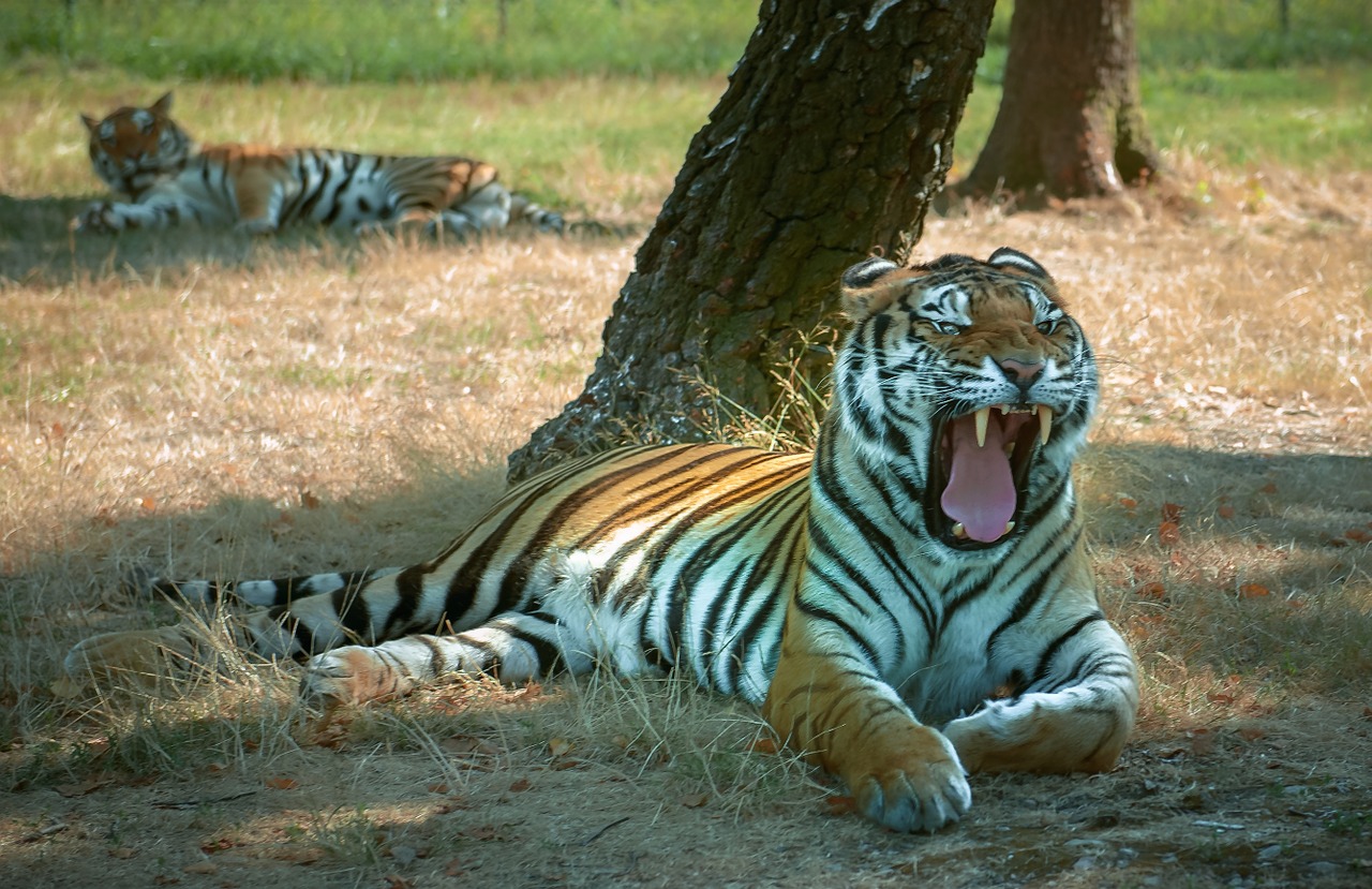 tiger teeth pause free photo