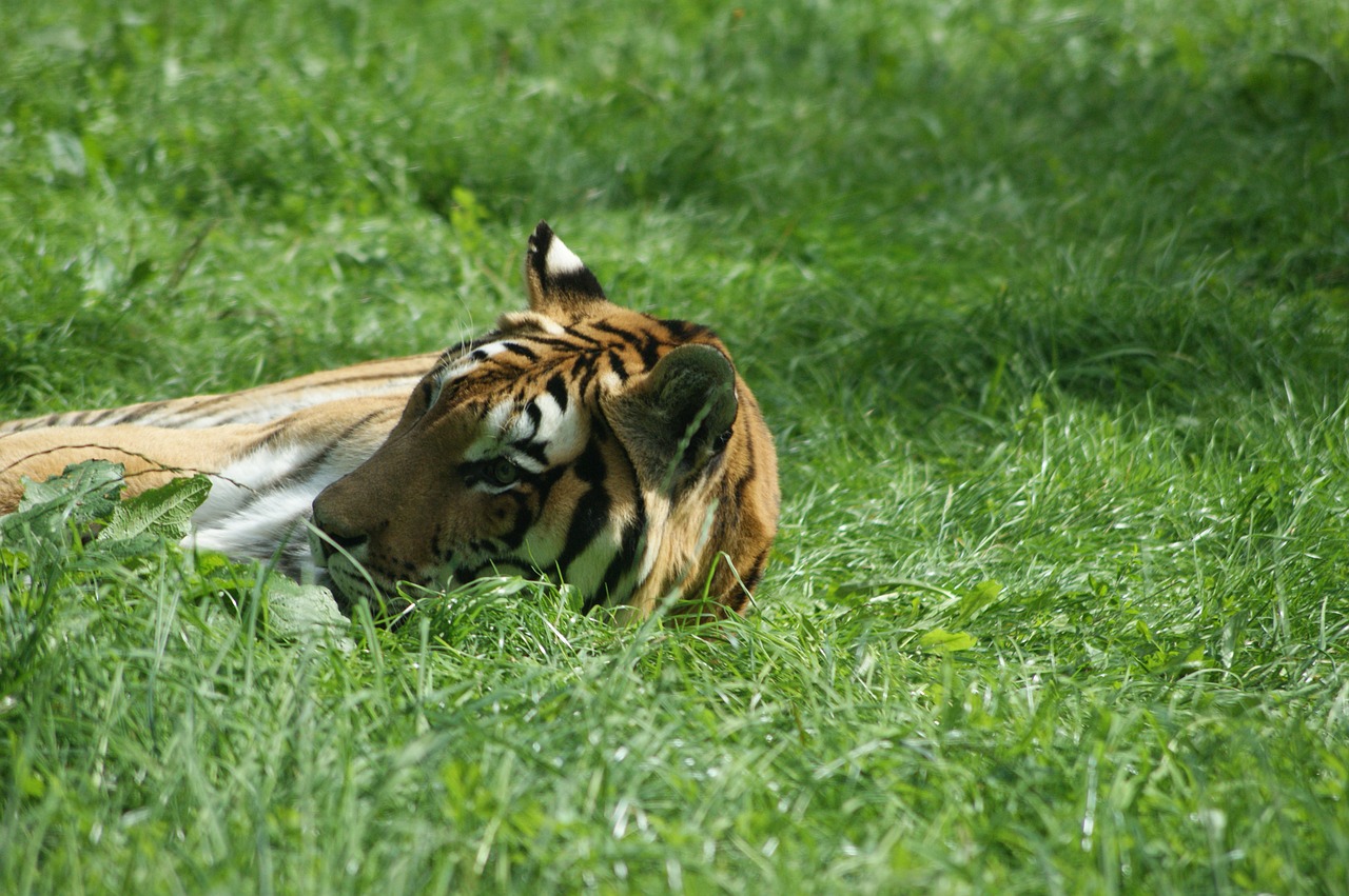 tiger it lies grass free photo