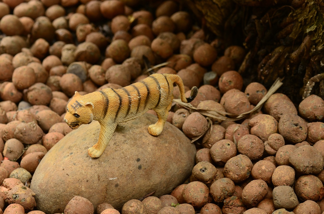 tiger rock stones free photo