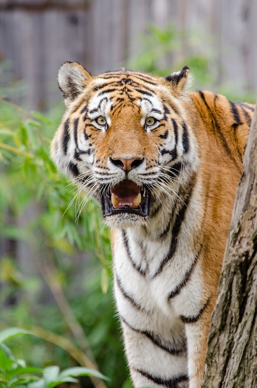 siberian tiger feline big cat free photo