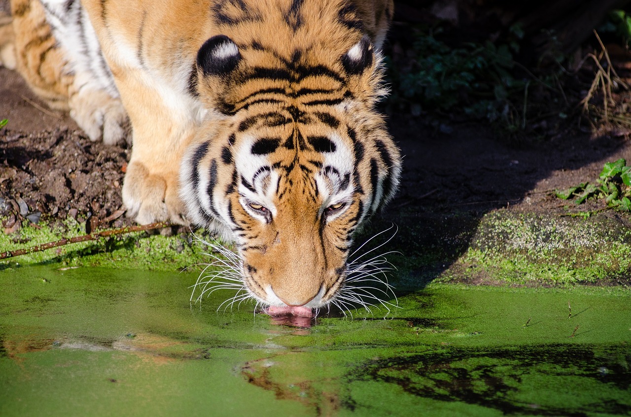 tiger drinking pool free photo