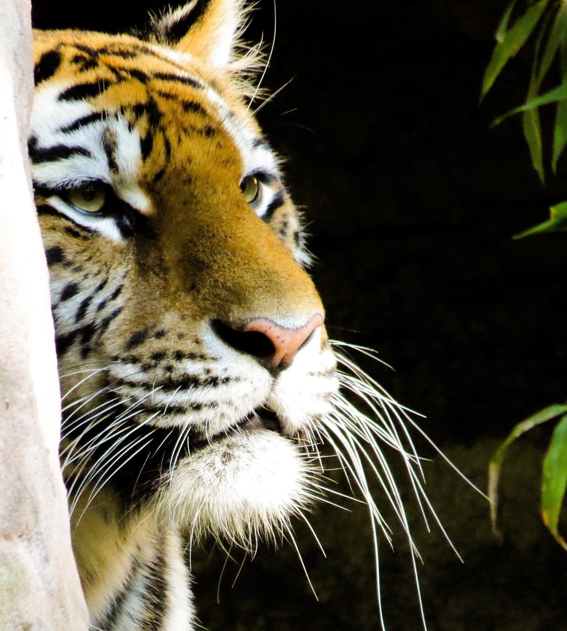 tiger close nuremberg free photo