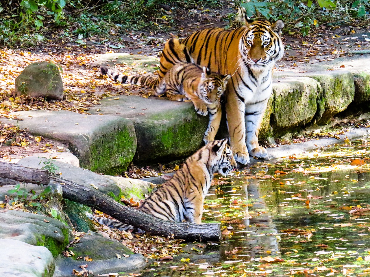 tiger tiger cub cute free photo