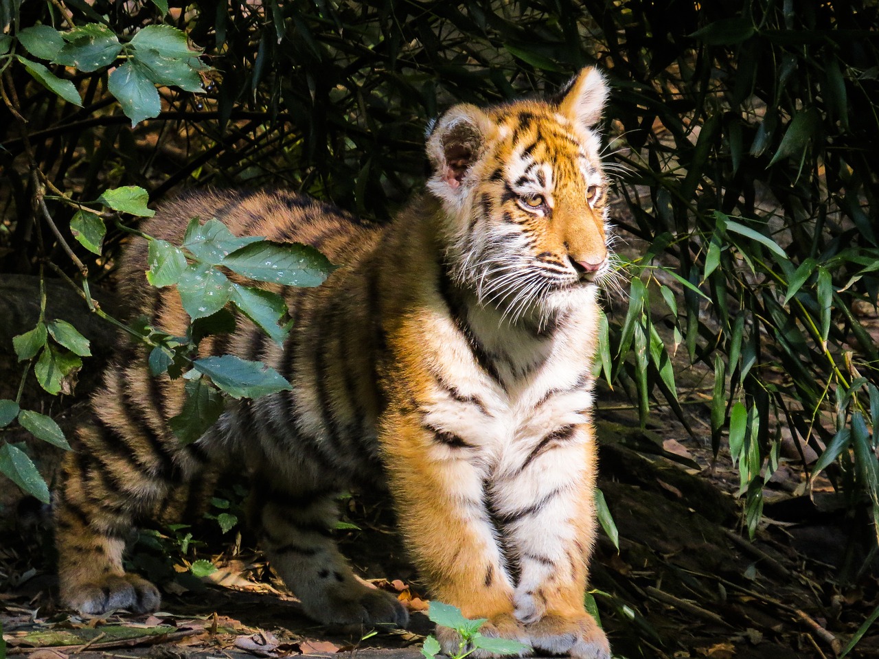 tiger tiger cub cute free photo