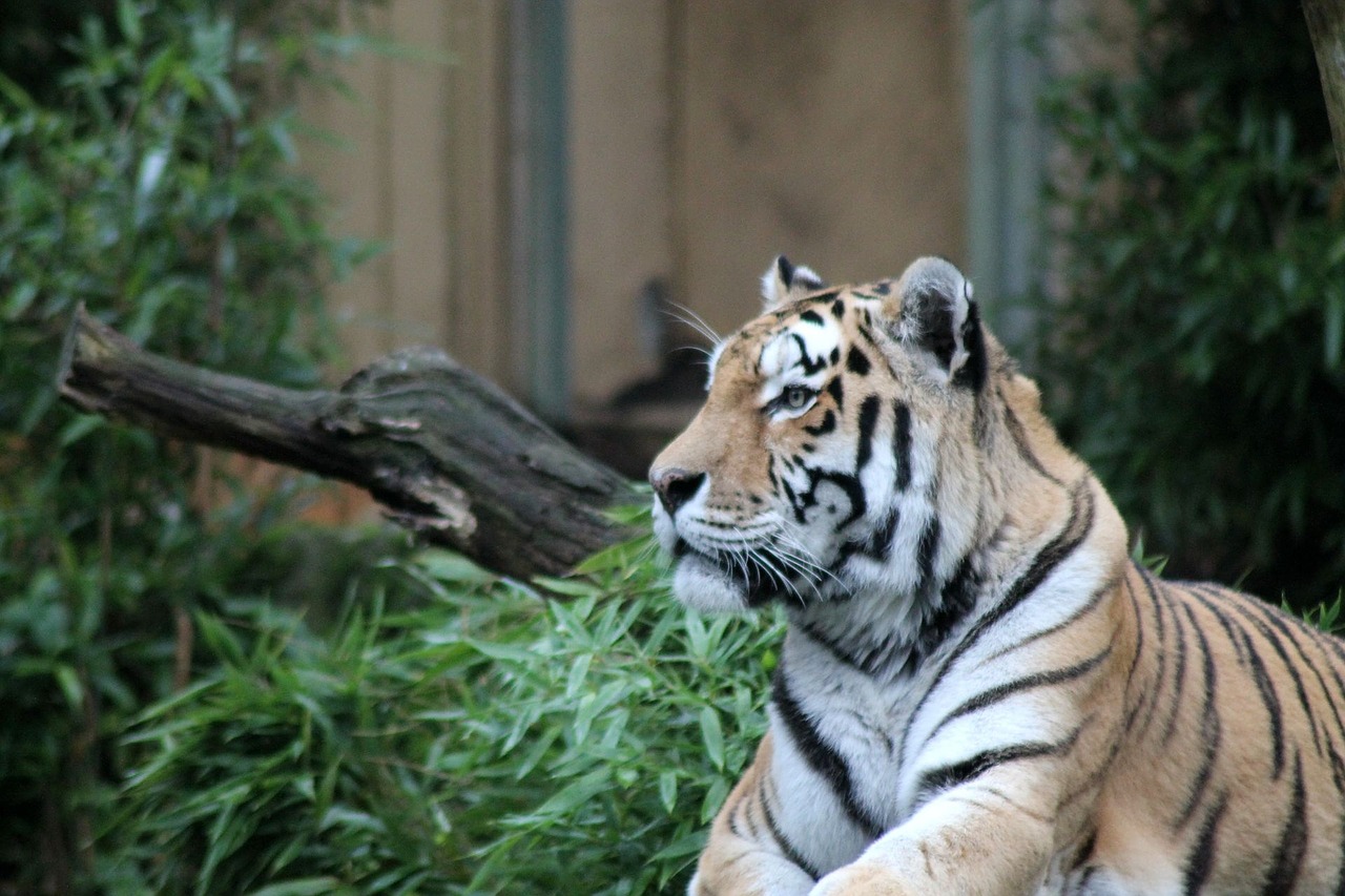 tiger cat zoo free photo