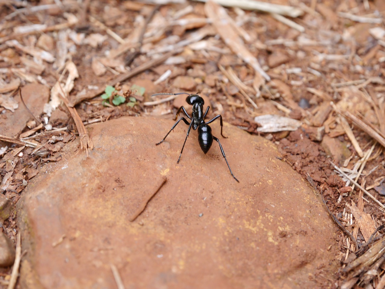 tiger ant ant insect free photo