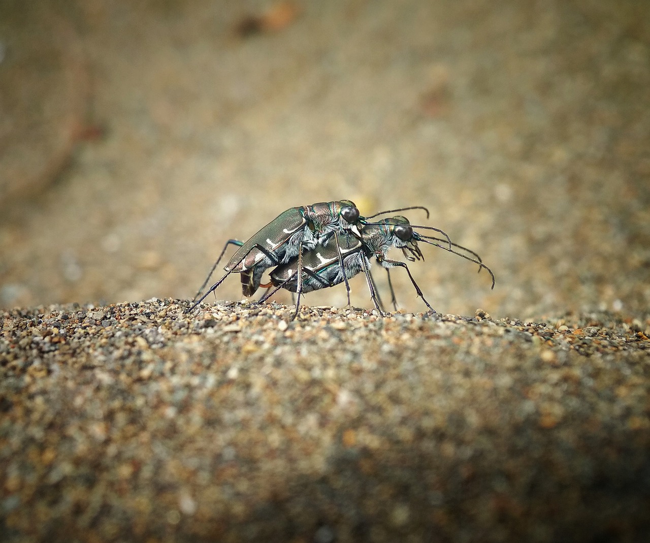 tiger beetle  matings  insect free photo