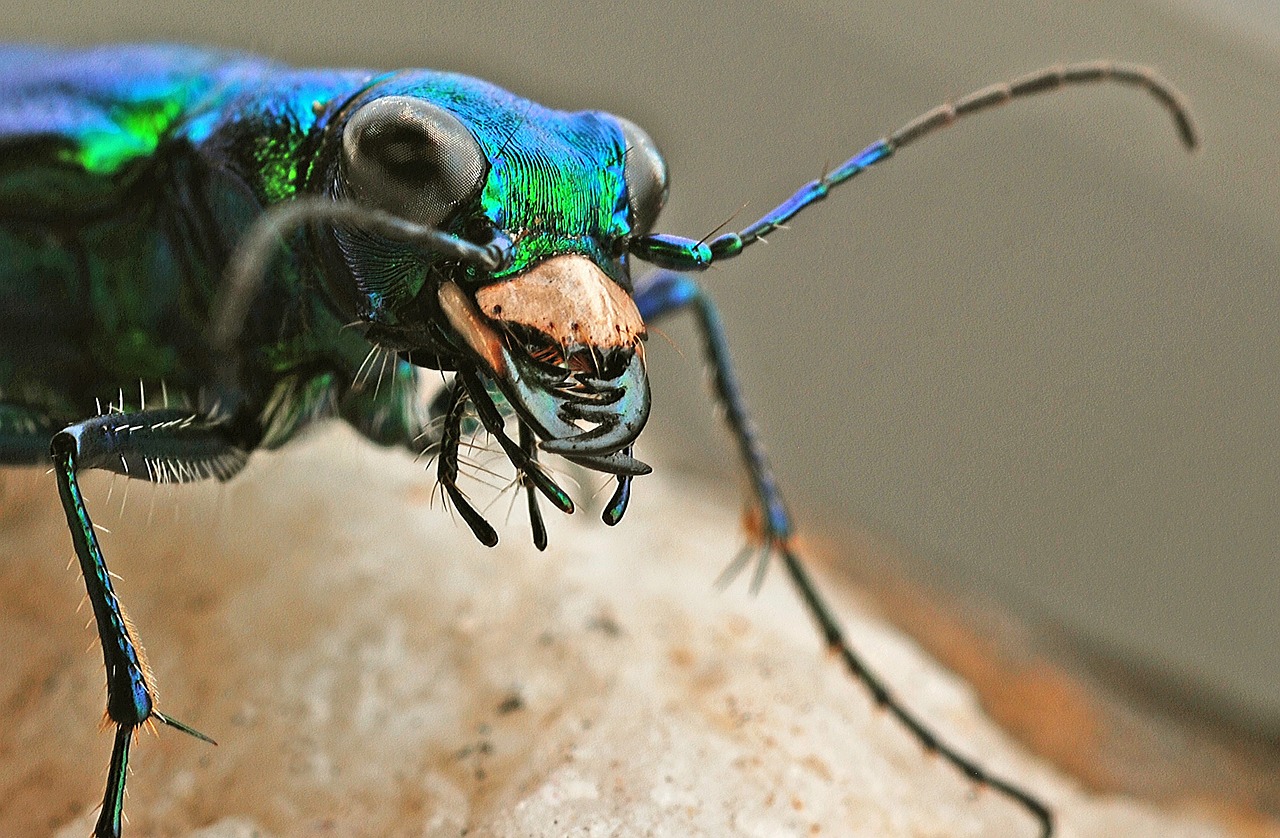 tiger beetle insect macro free photo