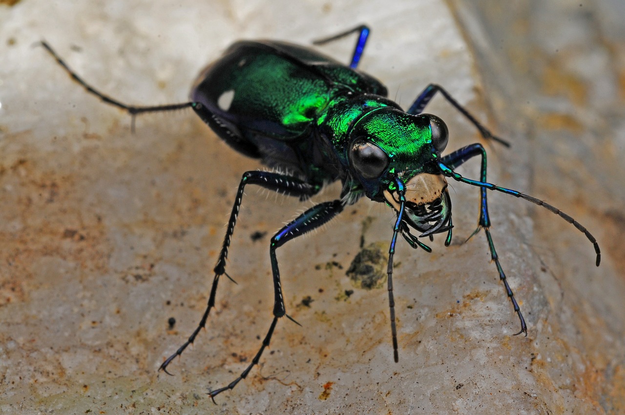 tiger beetle insect macro free photo