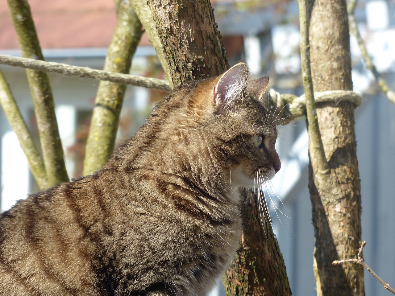 tiger cat fluffy profile free photo