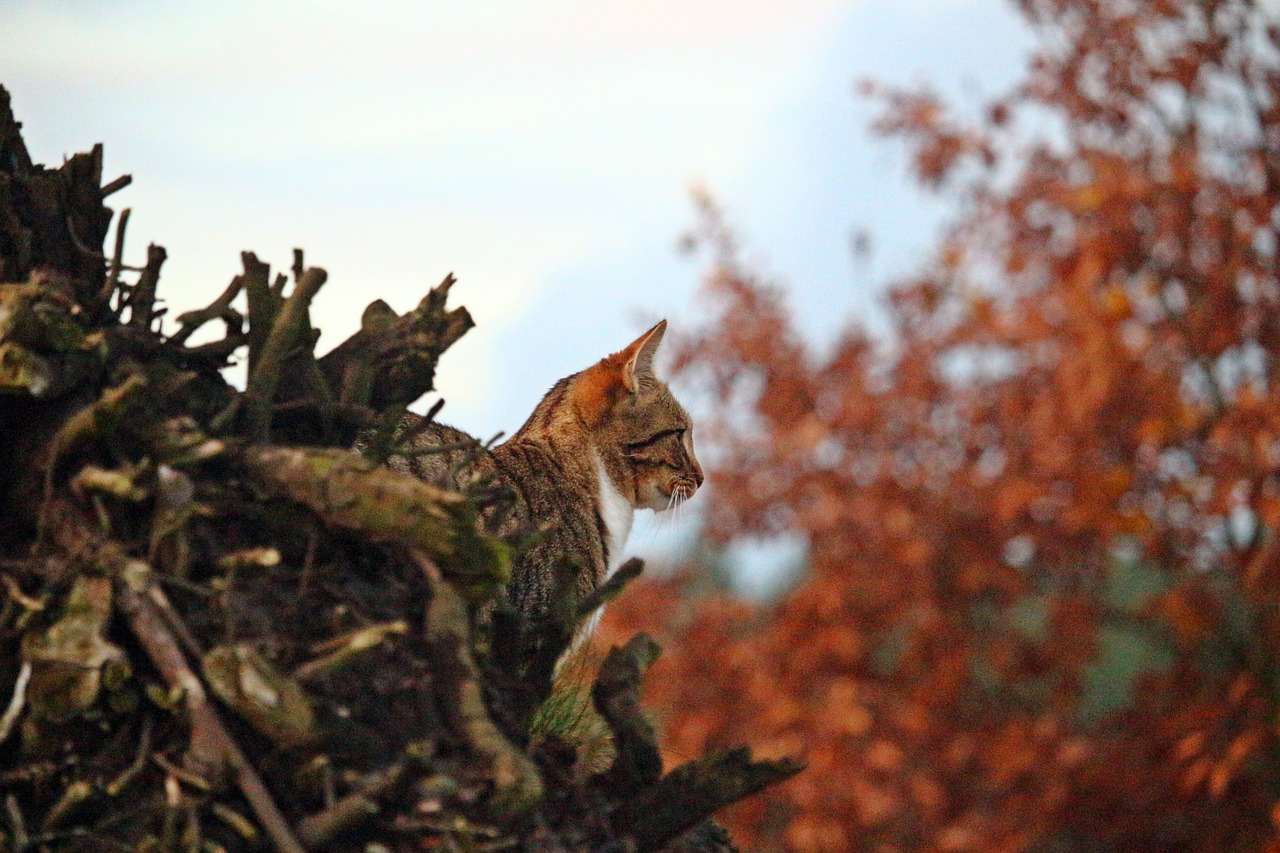 tiger cat mieze cat free photo