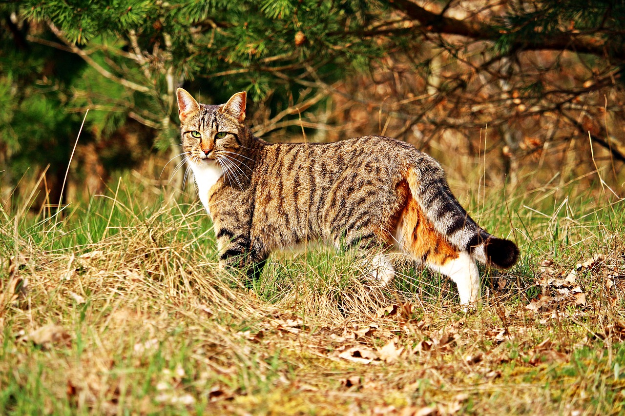 tiger cat cat mieze free photo