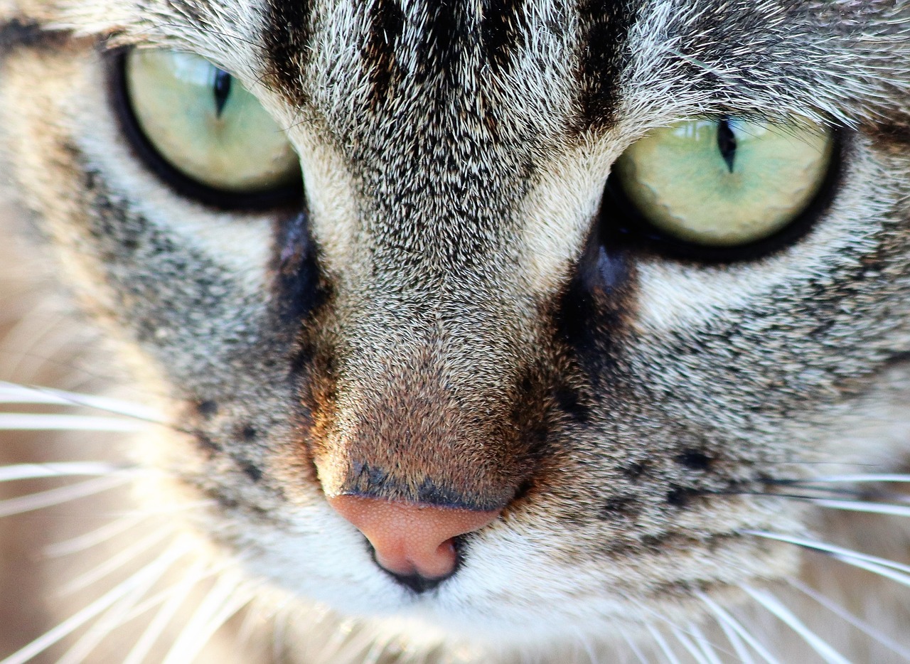 tiger cat  green eyes  pet free photo