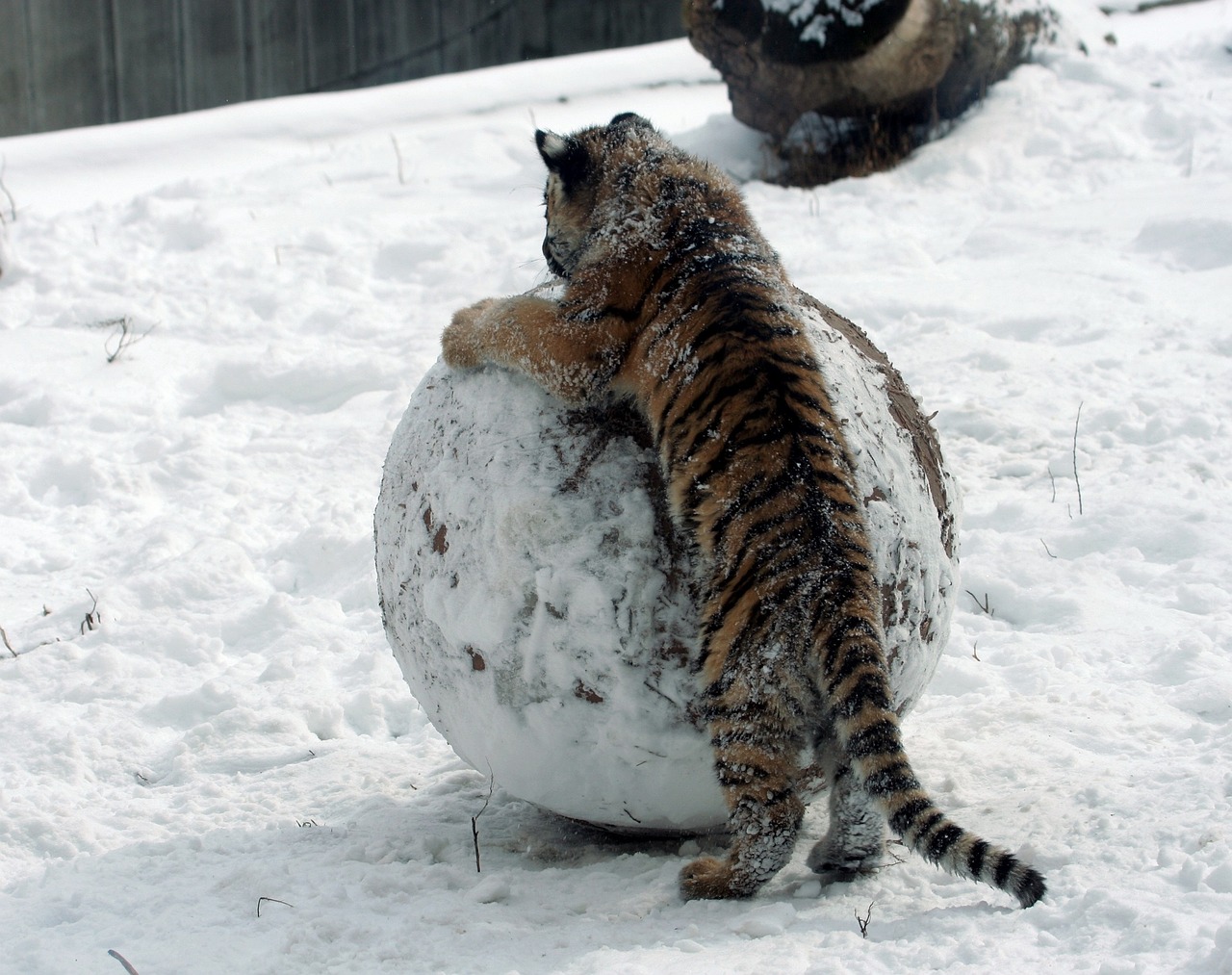 tiger cub snow winter free photo
