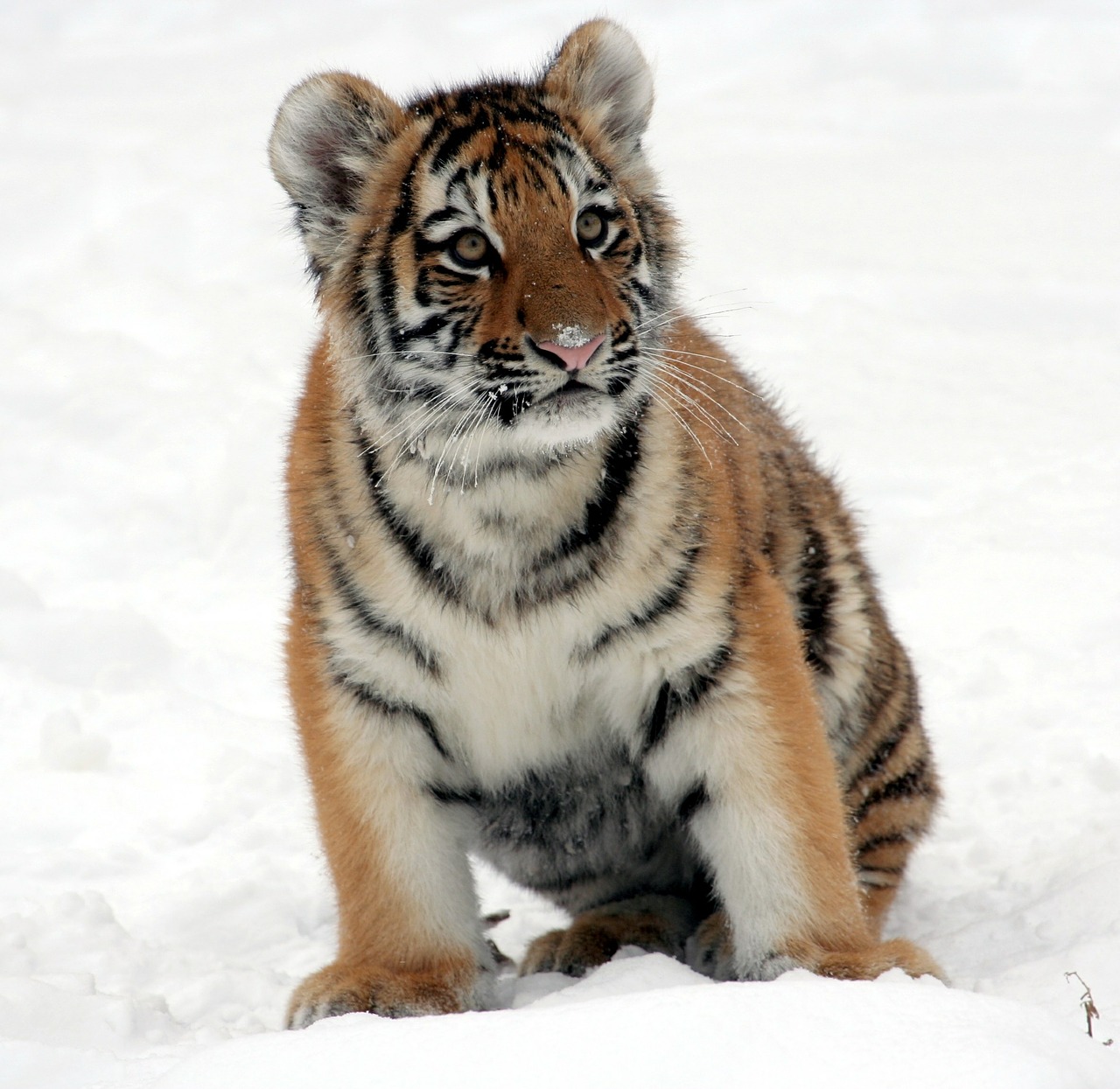 tiger cub snow zoo free photo