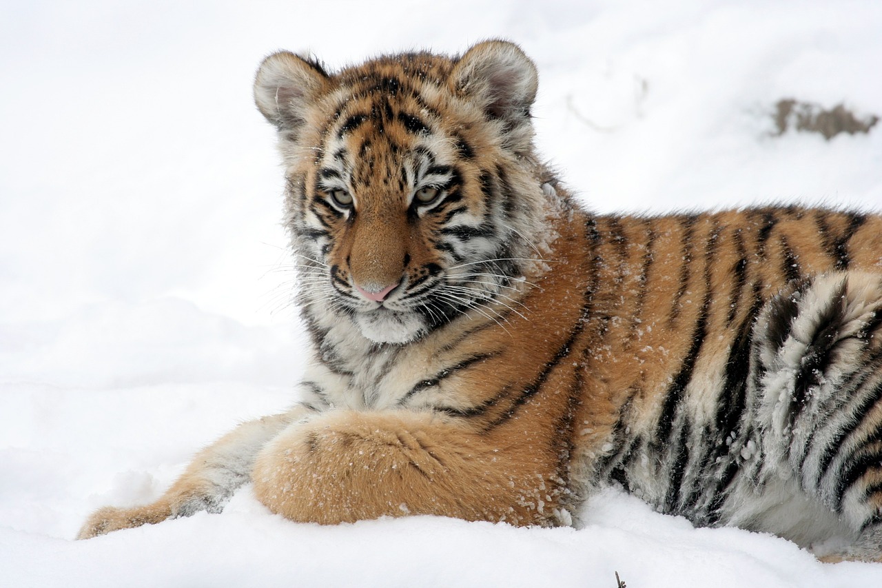 tiger cub tiger reclining free photo
