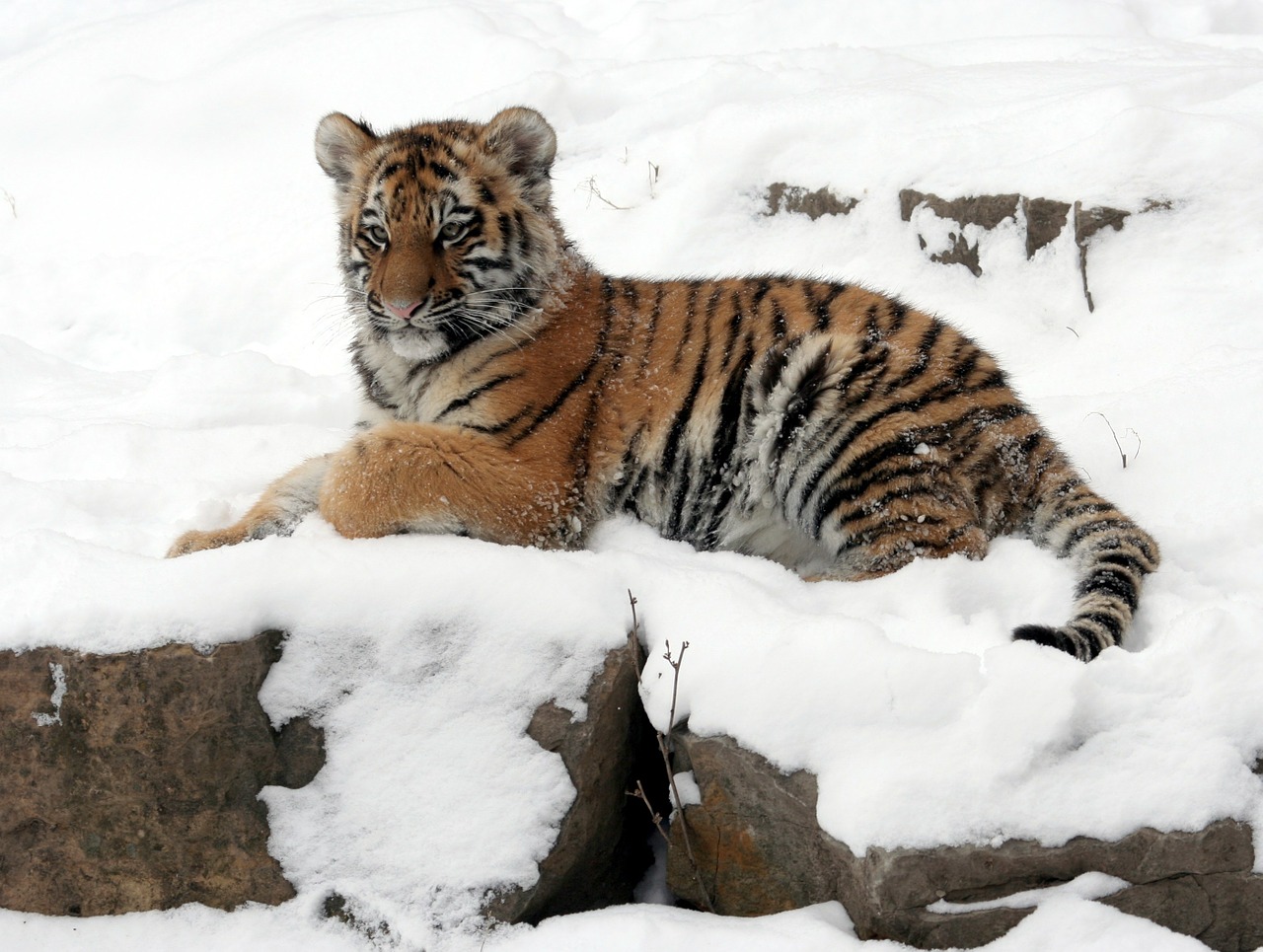 tiger cub tiger snow free photo