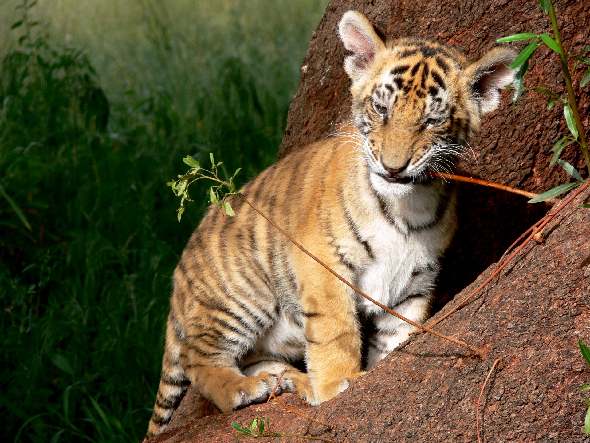 tiger cub chew free photo
