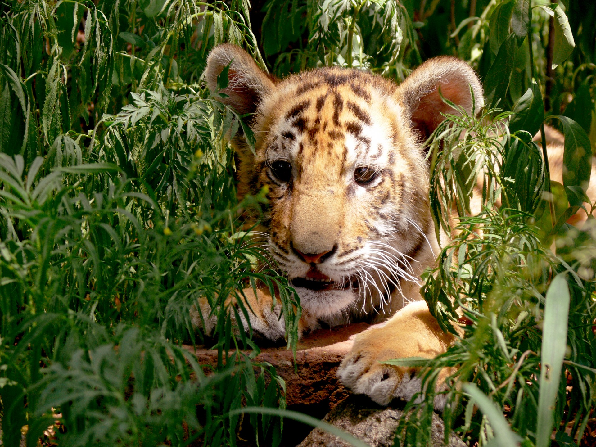 tiger cub hiding free photo