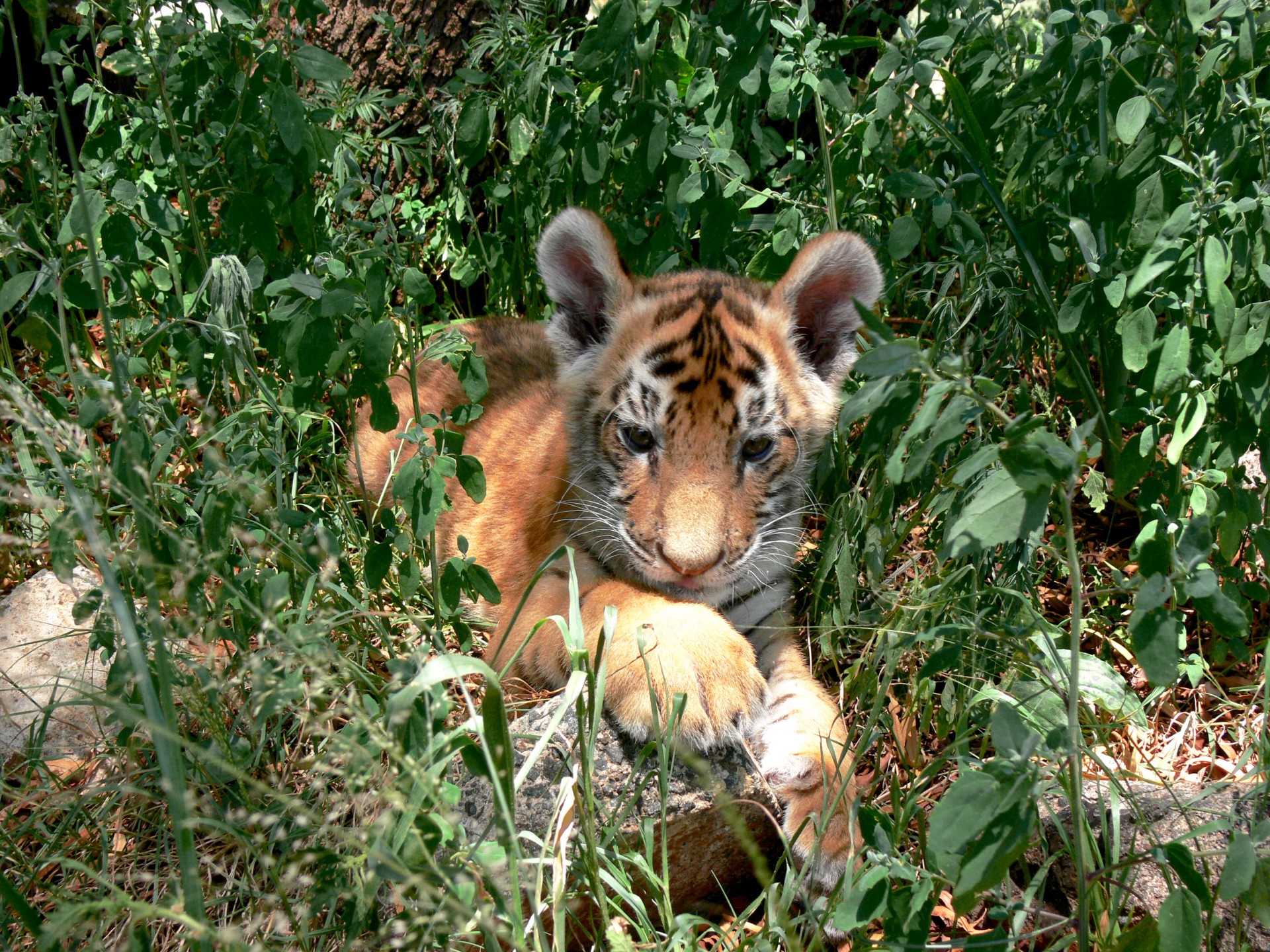 tiger cub grass free photo