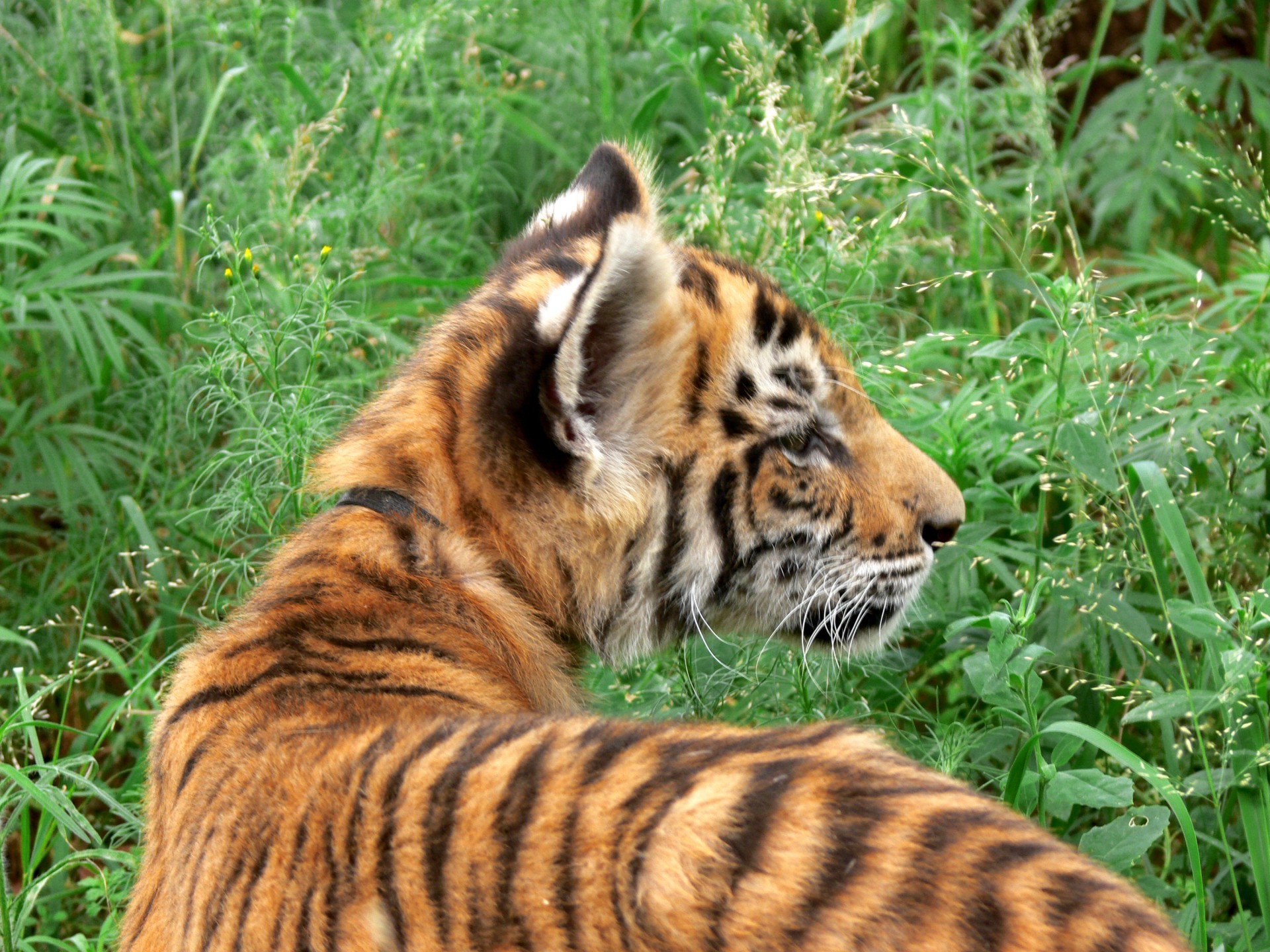 tiger tiger cub big cat free photo