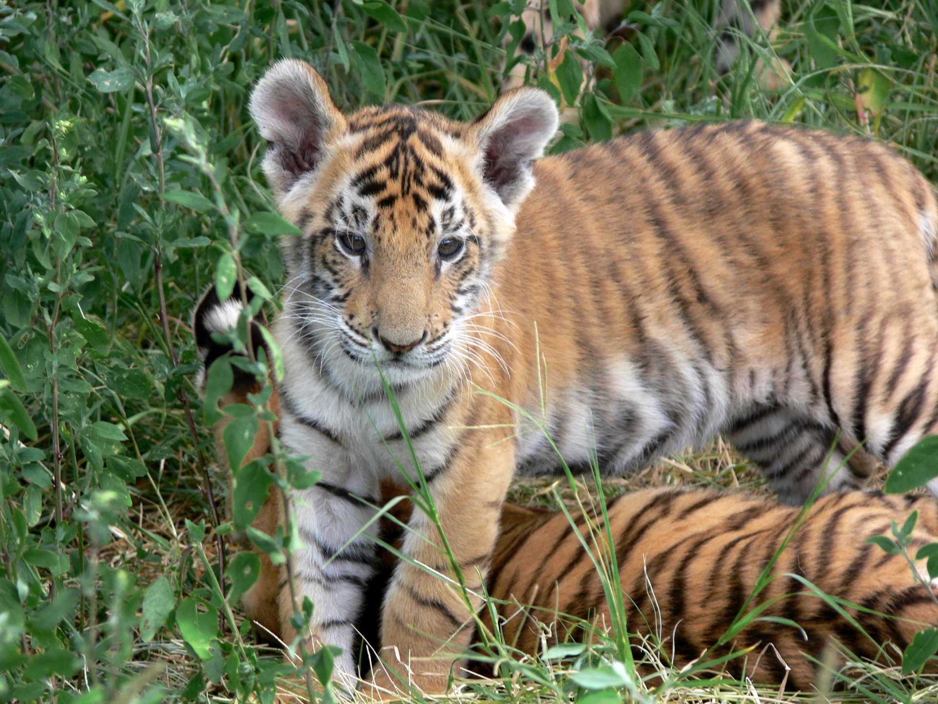 tiger cub orange free photo