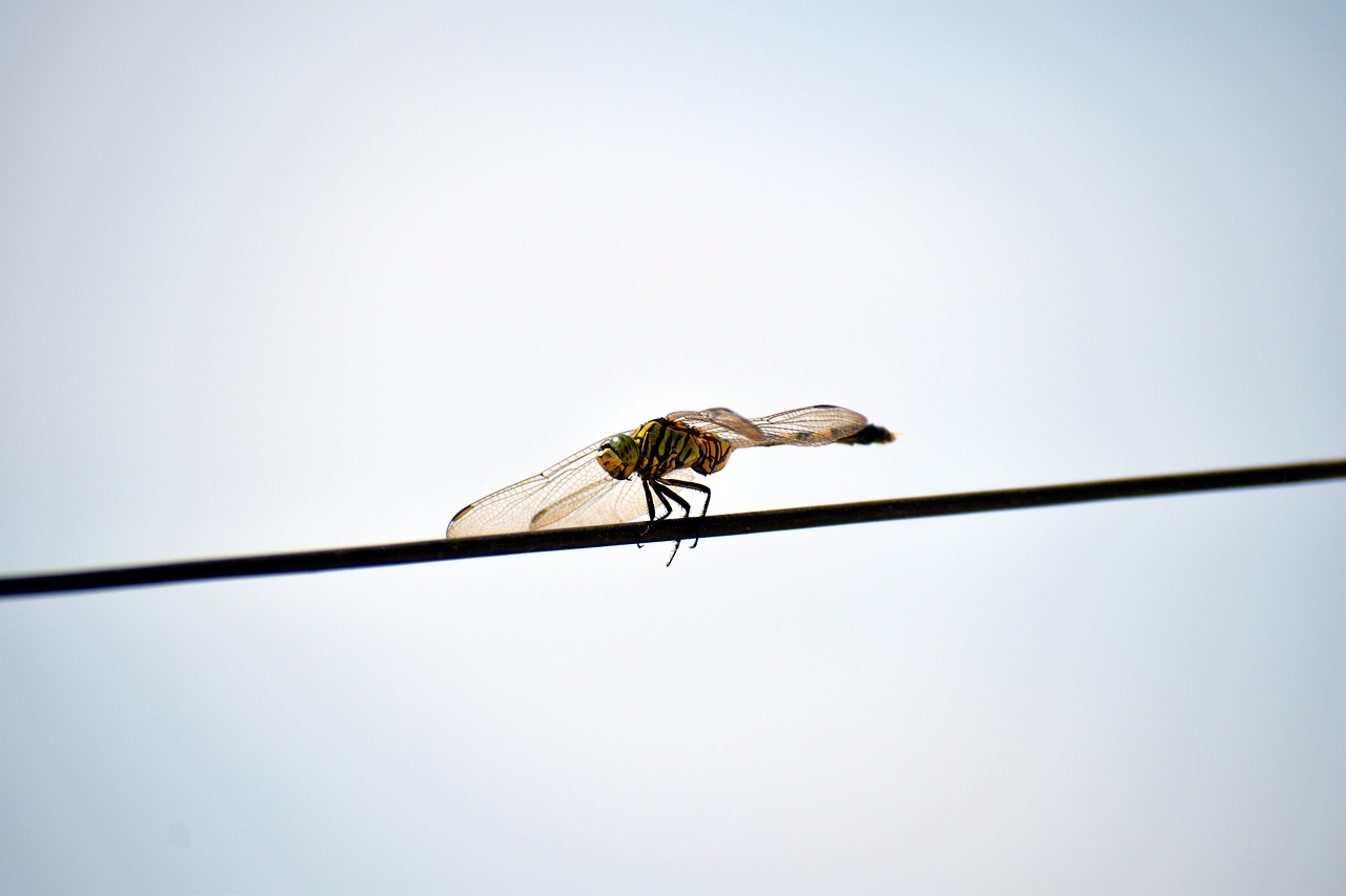 tiger dragonfly australian tiger dragonfly free photo