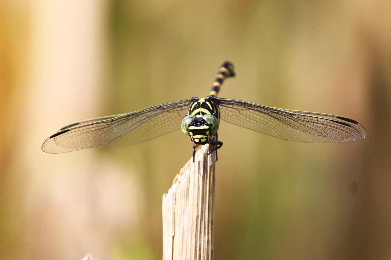 tiger dragonfly dragonfly kinjeng free photo