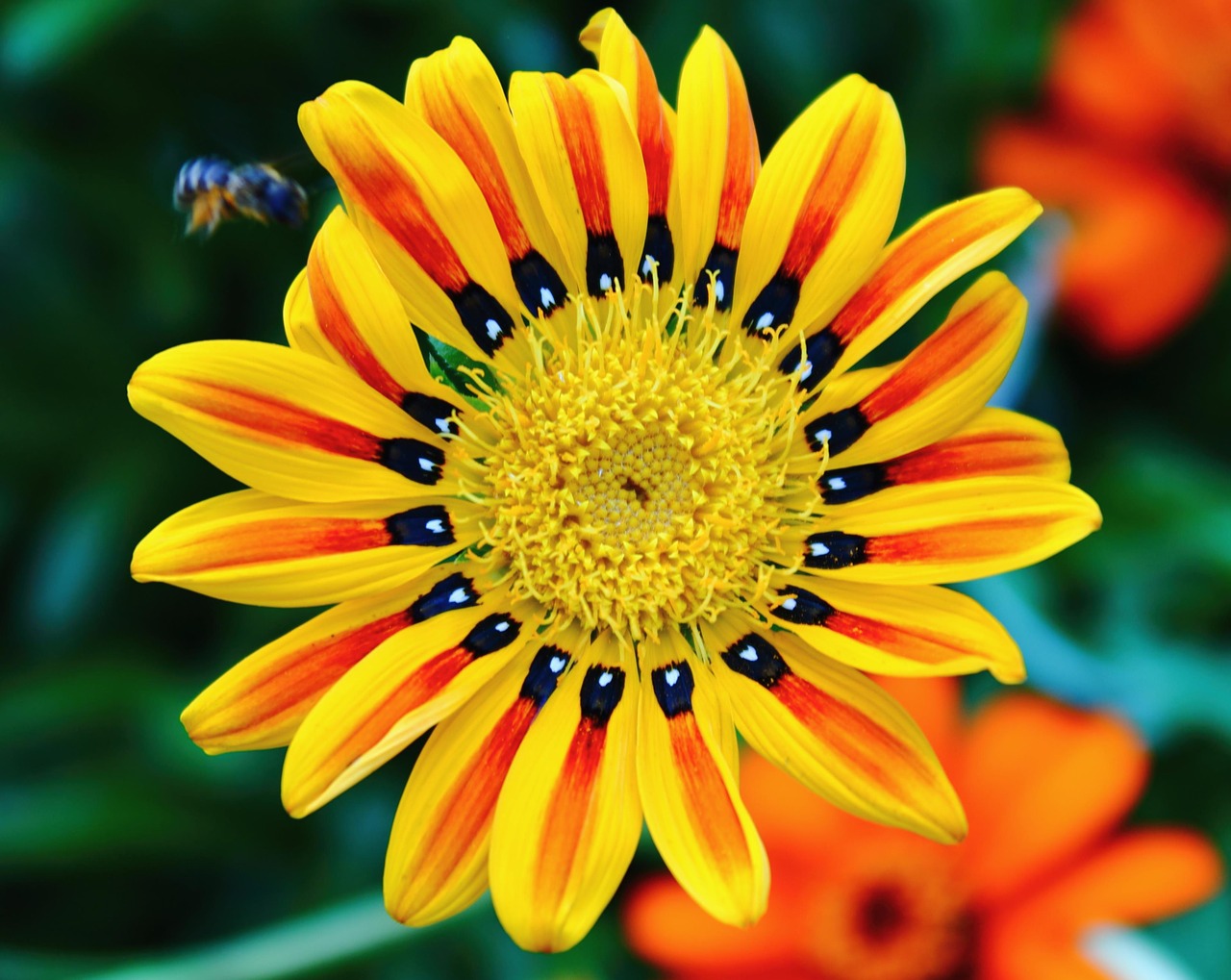 tiger flower bright colors free photo